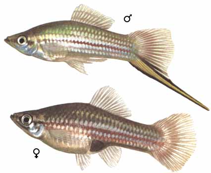 XIPHOPHORUS HELLERI